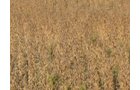 Property photo 26 - 110+/- Acres offered in 4 Tillable Tracts